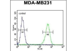 ACR Antibody (C-term) (ABIN654069 and ABIN2843966) flow cytometric analysis of MDA-M cells (right histogr) compared to a negative control cell (left histogr). (AMACR 抗体  (C-Term))