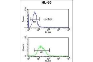 RNH2C Antibody (Center) (ABIN653251 and ABIN2842775) flow cytometric analysis of HL-60 cells (bottom histogram) compared to a negative control cell (top histogram). (RNASEH2C 抗体  (AA 80-108))