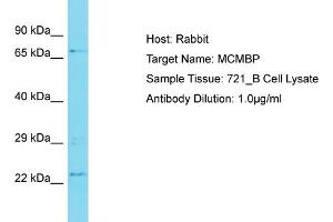Host: Rabbit Target Name: MCMBP Sample Type: 721_B Whole Cell lysates Antibody Dilution: 1. (MCMBP 抗体  (N-Term))