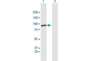 Western Blot analysis of CALD1 expression in transfected 293T cell line by CALD1 MaxPab polyclonal antibody. (Caldesmon 抗体  (AA 1-538))