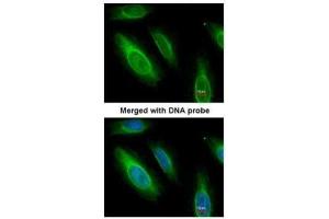 Immunofluorescence (IF) image for anti-Argininosuccinate Lyase (ASL) antibody (ABIN2856924)