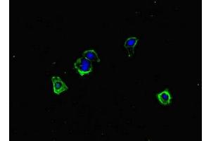 Immunofluorescent analysis of HepG2 cells using ABIN7150168 at dilution of 1:100 and Alexa Fluor 488-congugated AffiniPure Goat Anti-Rabbit IgG(H+L) (ERCC1 抗体  (AA 1-323))