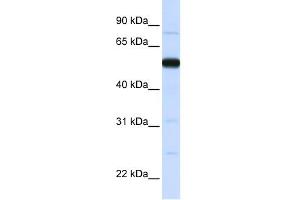 WB Suggested Anti-THUMPD2 Antibody Titration:  0. (THUMPD2 抗体  (N-Term))
