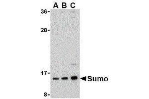 Western Blotting (WB) image for anti-Small Ubiquitin Related Modifier Protein 1 (SUMO1) (N-Term) antibody (ABIN2476632) (SUMO1 抗体  (N-Term))
