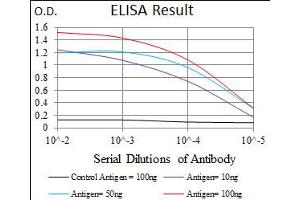 Image no. 3 for anti-Enolase 2 (Gamma, Neuronal) (ENO2) antibody (ABIN1491284) (ENO2/NSE 抗体)