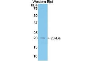 Detection of Recombinant MFAP5, Human using Polyclonal Antibody to Microfibrillar Associated Protein 5 (MFAP5) (MFAP5 抗体  (AA 24-162))