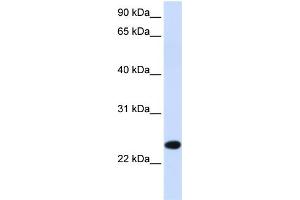 WB Suggested Anti-PILRB Antibody Titration:  0. (PILRB 抗体  (Middle Region))