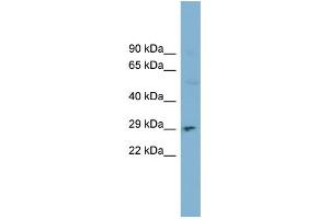 WB Suggested Anti-DNASE1 Antibody Titration:  0. (DNASE1 抗体  (N-Term))