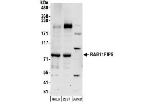 Western Blotting (WB) image for anti-RAB11 Family Interacting Protein 5 (Class I) (RAB11FIP5) (AA 400-450) antibody (ABIN7452965)