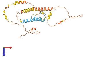 AlphaFold protein structure predicition of Human Recombinant C22orf42 Protein, UniprotID Q6IC83