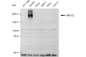 Western blotting analysis using ABCC2 antibody (ABIN7797685).
