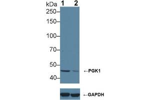 Western blot analysis of (1) Wild-type HeLa cell lysate, and (2) PGK1 knockout HeLa cell lysate, using Rabbit Anti-Human PGK1 Antibody (1 µg/ml) and HRP-conjugated Goat Anti-Mouse antibody (abx400001, 0. (PGK1 抗体  (AA 2-417))