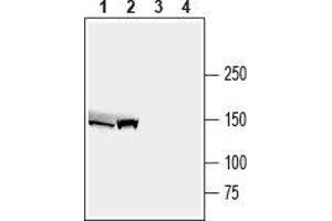 Western blot analysis of mouse liver lysate (lanes 1 and 3) and rat liver membranes (lanes 2 and 4): - 1,2. (ABCB4 抗体  (3rd Intracellular Loop))