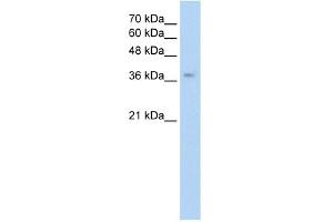 WB Suggested Anti-GHRHR Antibody Titration:  0. (GHRHR 抗体  (C-Term))