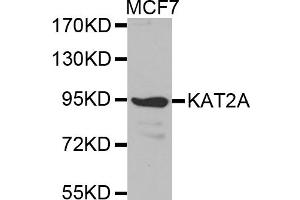 Western blot analysis of extracts of MCF-7 cells, using KAT2A antibody (ABIN5971244). (KAT2A 抗体)
