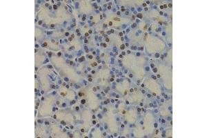 Immunohistochemistry of paraffin-embedded rat pancreas using GAPDH antibody. (GAPDH 抗体  (AA 1-335))