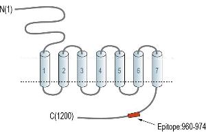Representative domain view of the target of ABIN7884970.