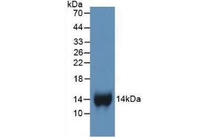 Western Blot; Sample: Recombinant bTG, Human. (CXCL7 抗体  (AA 59-128))