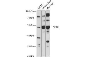 Western blot analysis of extracts of various cell lines, using GFR antibody (ABIN1679986, ABIN1679985, ABIN5664192 and ABIN6219934) at 1:1000 dilution. (GFRA1 抗体  (AA 25-280))