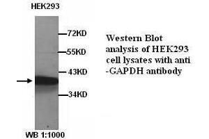 Image no. 1 for anti-Glyceraldehyde-3-Phosphate Dehydrogenase (GAPDH) antibody (ABIN790977) (GAPDH 抗体)