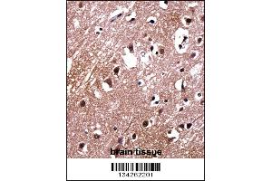 LDB2 Antibody immunohistochemistry analysis in formalin fixed and paraffin embedded human brain tissue followed by peroxidase conjugation of the secondary antibody and DAB staining. (LIM Domain Binding 2 Protein 抗体  (C-Term))