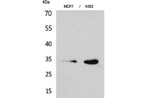 Western Blot analysis of MCF7 (1), K562 (2). (CDK4 抗体  (N-Term))