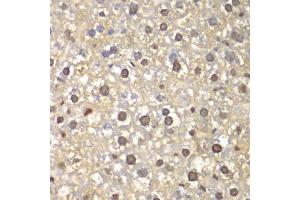 Immunohistochemistry of paraffin-embedded mouse liver using FEN1 antibody (ABIN5970521) at dilution of 1/100 (40x lens). (FEN1 抗体)