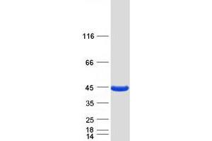 Validation with Western Blot (Pleckstrin Protein (PLEK) (Myc-DYKDDDDK Tag))