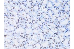 Immunohistochemistry of paraffin-embedded rat pancreas using LMNB2 Antibody (ABIN5973877) at dilution of 1/100 (40x lens). (Lamin B2 抗体)