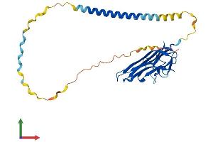 AlphaFold protein structure predicition of Human Recombinant FASLG Protein, UniprotID P48023