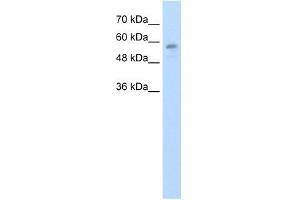 C20ORF18 antibody used at 1. (RBCK1 抗体  (Middle Region))