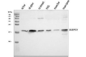 Western blot analysis of PC4/SUB1 using anti-PC4/SUB1 antibody (ABIN4886733).