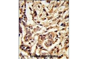 Immunohistochemistry (Paraffin-embedded Sections) (IHC (p)) image for anti-Galactose-1-Phosphate Uridylyltransferase (GALT) (AA 344-373), (C-Term) antibody (ABIN390867)