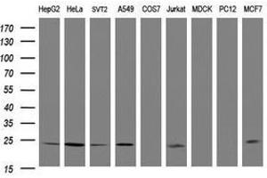 Image no. 1 for anti-Ras-Like Without CAAX 2 (RIT2) antibody (ABIN1500714) (RIT2 抗体)