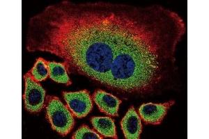 Confocal immunofluorescent analysis of NEU2 antibody with A549 cells followed by Alexa Fluor 488-conjugated goat anti-rabbit lgG (green). (NEU2 抗体  (AA 23-50))