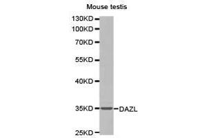 Western Blotting (WB) image for anti-Deleted in Azoospermia-Like (DAZL) antibody (ABIN1872201) (DAZL 抗体)