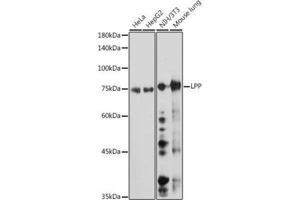 LPP 抗体