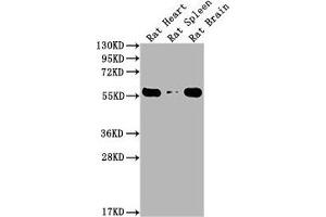 Western Blotting (WB) image for anti-Pyruvate Kinase M1/2 (PKM) (AA 2-531) antibody (ABIN7166916)