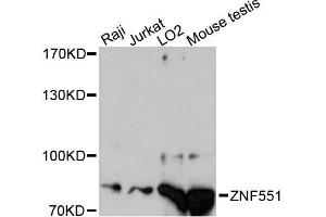 Western blot analysis of extracts of various cell lines, using ZNF551 antibody (ABIN6291108) at 1:3000 dilution. (ZNF551 抗体)