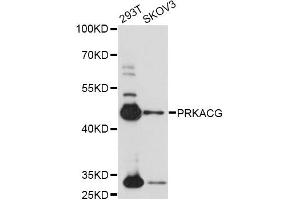 Western blot analysis of extracts of various cell lines, using PRKACG antibody (ABIN6291855) at 1:1000 dilution. (PRKACG 抗体)