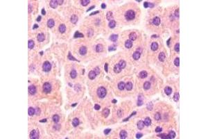 Immunohistochemistry of paraffin-embedded mouse liver tissue using ABIN7141000 at dilution of 1:50 (VAMP7 抗体  (AA 2-181))