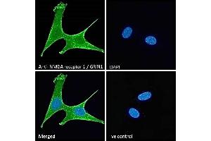 Immunofluorescence (IF) image for anti-Glutamate Receptor, Ionotropic, N-Methyl D-Aspartate 1 (GRIN1) (Internal Region) antibody (ABIN185678)