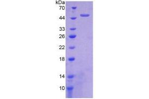 SDS-PAGE analysis of Human HTRA1 Protein. (HTRA1 蛋白)