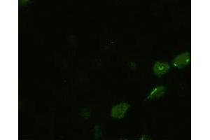 Anti-BMP4 mouse monoclonal antibody (ABIN2452355) immunofluorescent staining of HeLa cells transiently transfected by pCMV6-ENTRY BMP4 (RC219979) (BMP4 抗体  (AA 293-408))