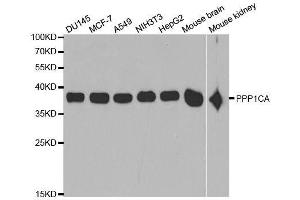 Western blot analysis of extracts of various cell lines, using PPP1CA antibody. (PPP1CA 抗体)