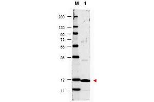 Image no. 1 for anti-Interleukin 17A (IL17A) antibody (Biotin) (ABIN1102456) (Interleukin 17a 抗体  (Biotin))