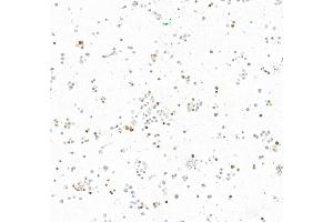 Immunocytochemistry (ICC) image for anti-Insulinoma-Associated 1 (INSM1) (AA 75-125) antibody (ABIN7795670)
