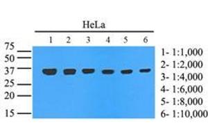 Western Blotting (WB) image for anti-Glyceraldehyde-3-Phosphate Dehydrogenase (GAPDH) (AA 1-335), (N-Term) antibody (ABIN492380)