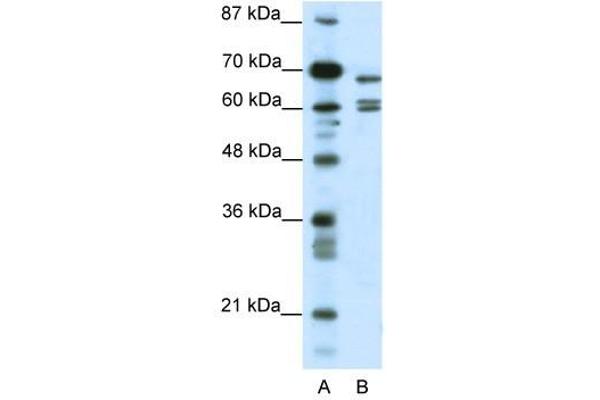 KCNK5 抗体  (C-Term)