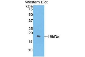 Detection of Recombinant PDGFC, Human using Polyclonal Antibody to Platelet Derived Growth Factor C (PDGFC) (PDGFC 抗体  (AA 235-345))